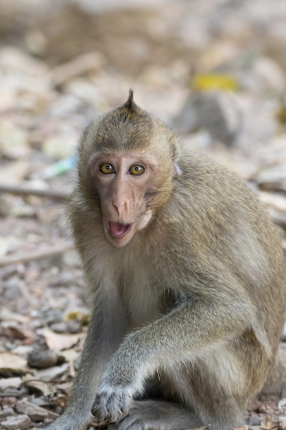 Le singe est un mammifère assis sur le sol dans la nature de la forêt thaïlandaise