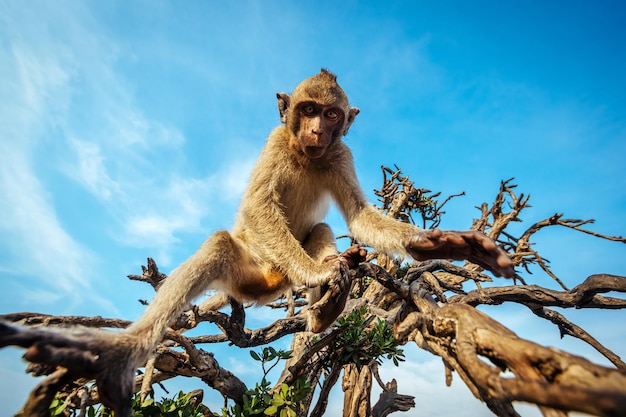 Un singe à l'état sauvage