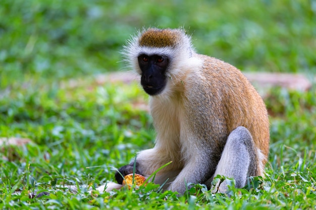 Le singe fait un repas de fruits dans l'herbe