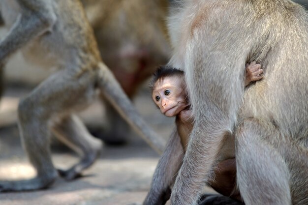 Singe avec famille