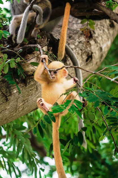 Singe feuille sombre en Thaïlande