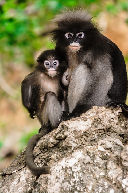 Singe feuille sombre en Thaïlande