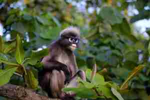 Photo singe à feuilles sombres ou langur à lunettes à krabi, en thaïlande