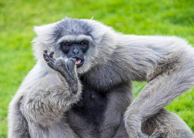 Singe Gibbon dans un zoo