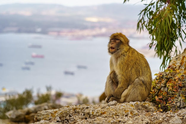 Singe de Gibraltar avec la baie pleine de bateaux en arrière-plan vu du haut du rocher