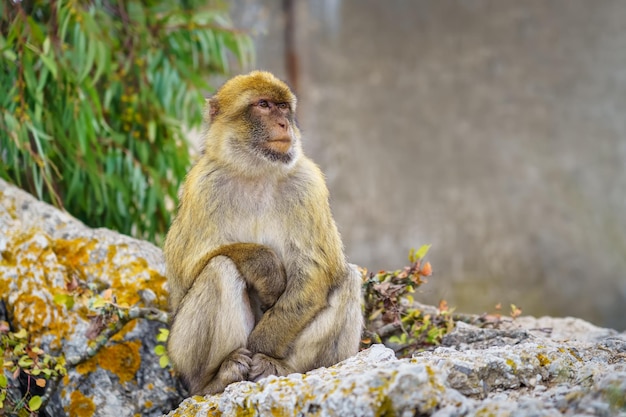 Singe de Gibraltar se reposant tranquillement à côté du téléphérique qui monte les touristes au sommet du rocher