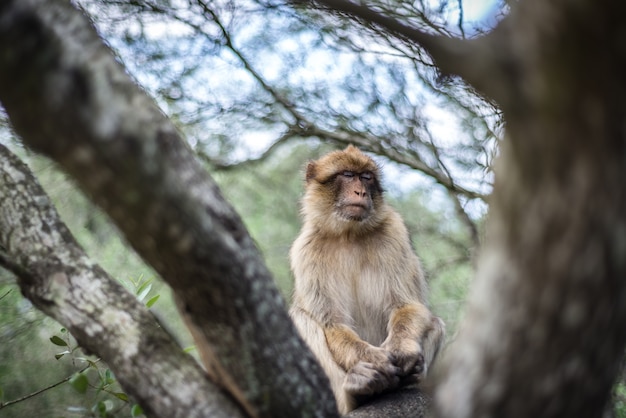 singe Gibraltar