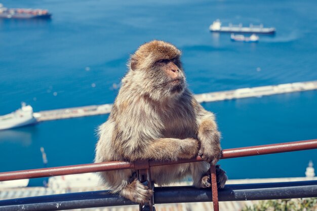 Singe à Gibraltar.