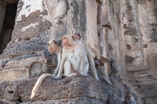 Singe grimper sur l&#39;ancien château