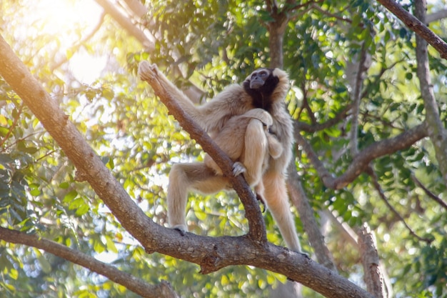 Singe indien sur arbre avec rayon de soleil.