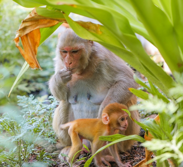 Singe indien ou singe macaque rhésus