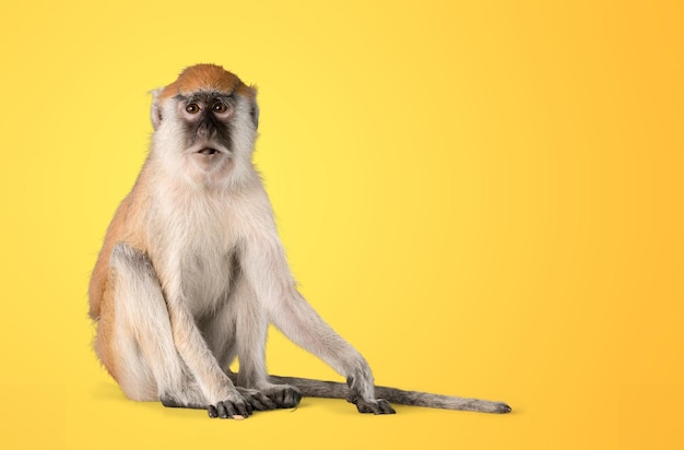 singe isolé sur fond blanc