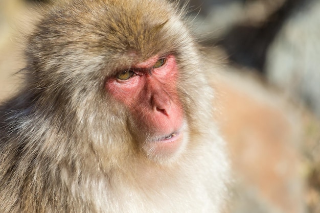 Photo singe japonais sauvage