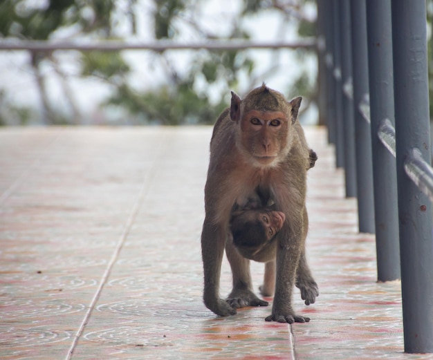 Singe jouant sur le singe terrestre