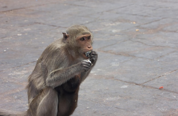 Singe jouant sur le singe terrestre