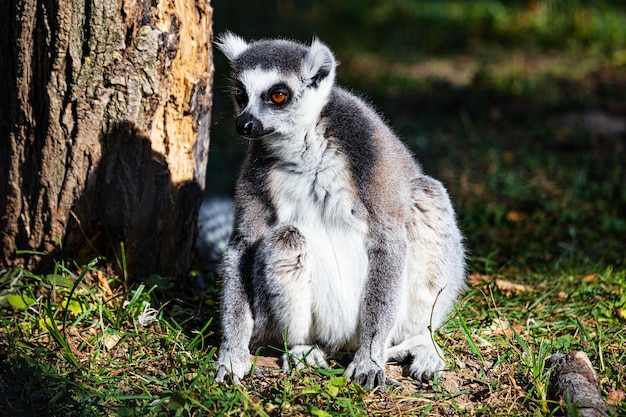 Singe lémurien à queue annelée Mammifères et mammifères Monde terrestre et faune Faune et zoologie