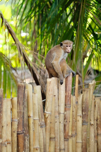 Singe Macaca Sinica mignon sur une clôture de parc en bambou