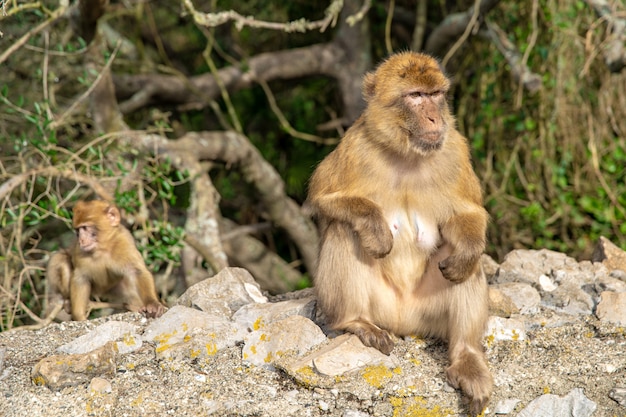 Singe Macaca sylvanus à l'état sauvage sur la péninsule de Gibraltar