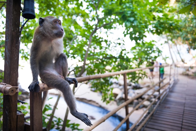 Singe macaque adulte assis sur une balustrade en bambou parmi les arbres verts
