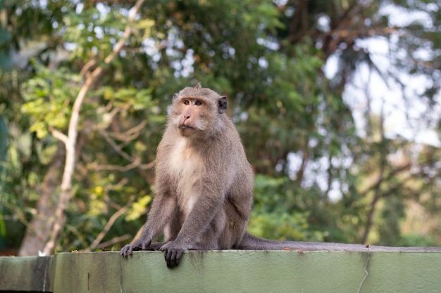 Singe macaque assis sur une clôture verte sous les tropiques