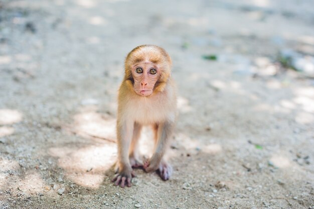 Singe macaque assis sur le sol