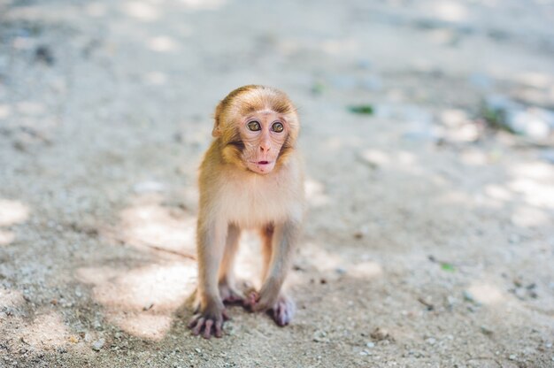 Singe macaque assis sur le sol