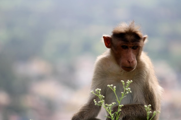 Singe Macaque Bonnet avec Copyspace