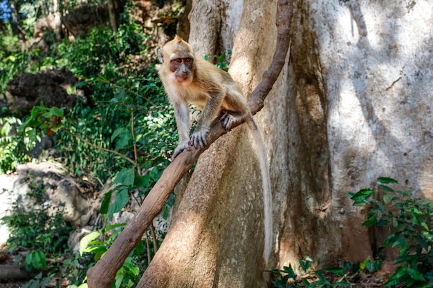 Singe macaque crabier (Macaca fascicularis) sur une branche d'arbre. Khao Sok, Thaïlande