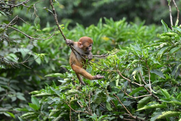 Un singe macaque dans la jungle du Népal