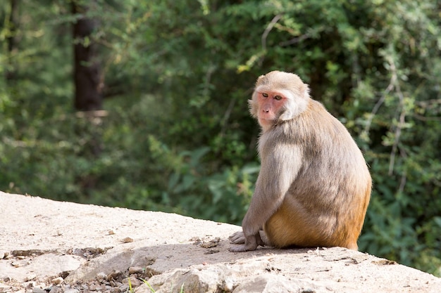 Singe macaque à Mcleod Ganj Dharamsala Inde