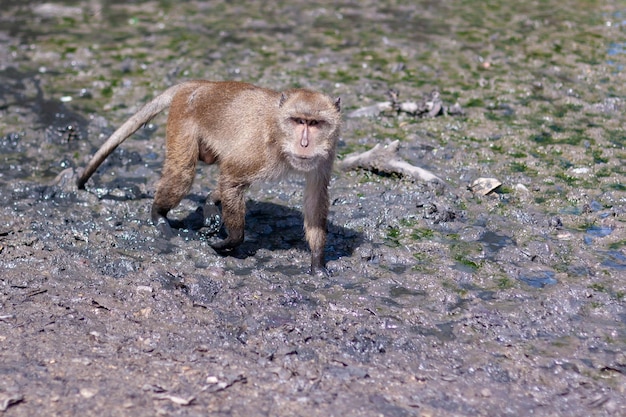 Singe macaque se dresse dans la boue mise au point sélective arrière-plan flou vue latérale horizontale