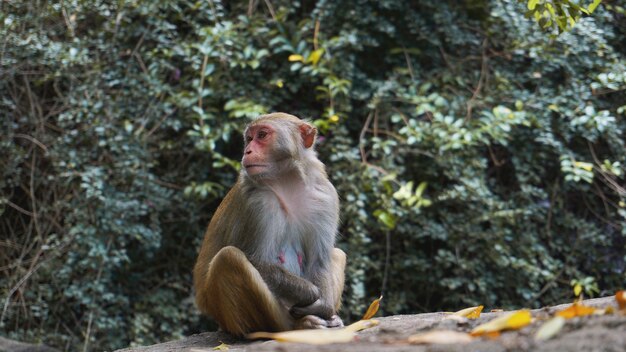 Singe. Macaque singe dans la forêt tropicale