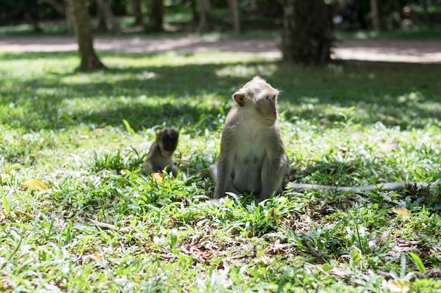 Singe maman et bébé singe jouant sur un champ