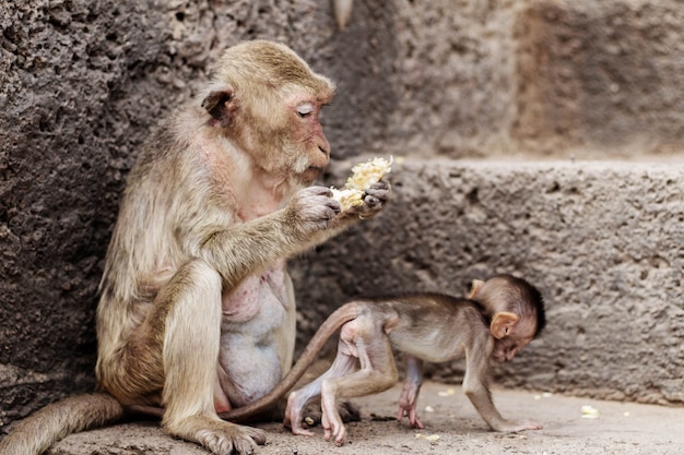 Singe mangeant avec bébé.