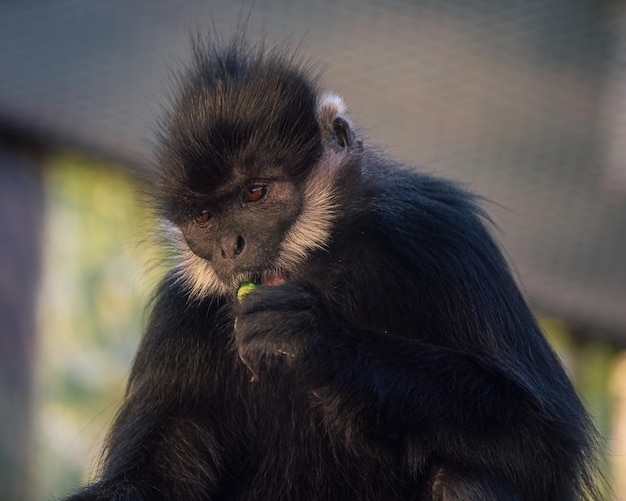 Un singe mangeant une feuille alors qu'il est assis sur une branche d'arbre à l'ombre