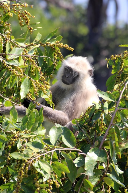 Singe mangeant des fruits sur l'arbre