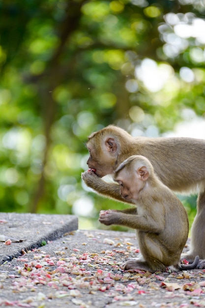 singe mangeant des fruits dans le parc
