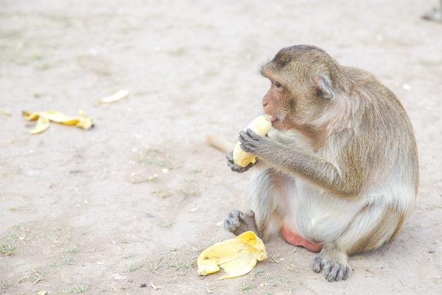 Un singe mangeant des fruits en Thaïlande.