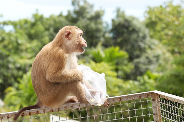 Singe mangeant de la nourriture