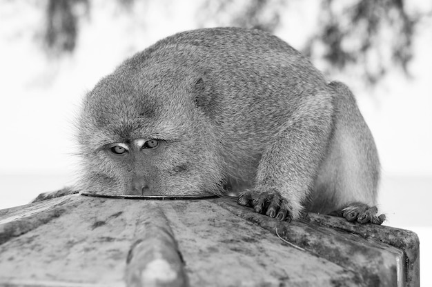 Singe manger de l'assiette Primate s'asseoir en plein air Animal mignon Journée du singe Nature sauvage et faune Zoo