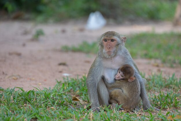 Singe mère et bébé singe sur la pelouse