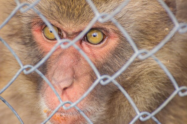 Singe mignon assis dans une cage