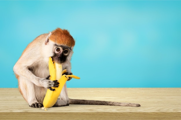 Singe mignon avec banane sur fond bleu