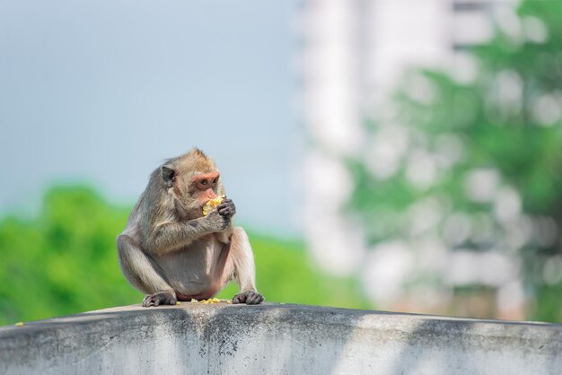 Singe Sur La Montagne à Chonburi En Thaïlande