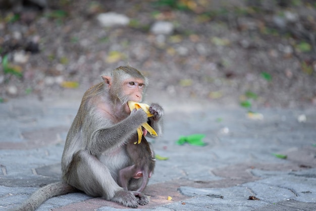 Singe sur la montagne à Chonburi en Thaïlande