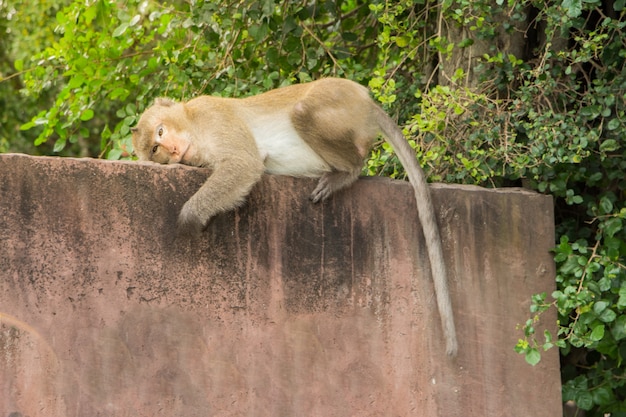 Singe sur le mur