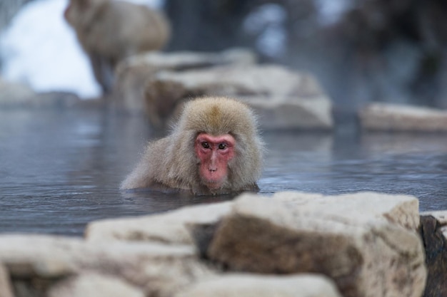 Singe des neiges dans une source thermale