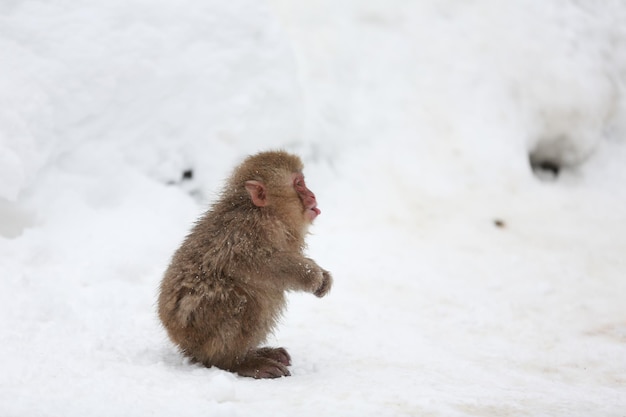 Singe des neiges Japon