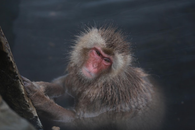 Singe des neiges Japon