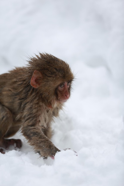 Singe des neiges Japon